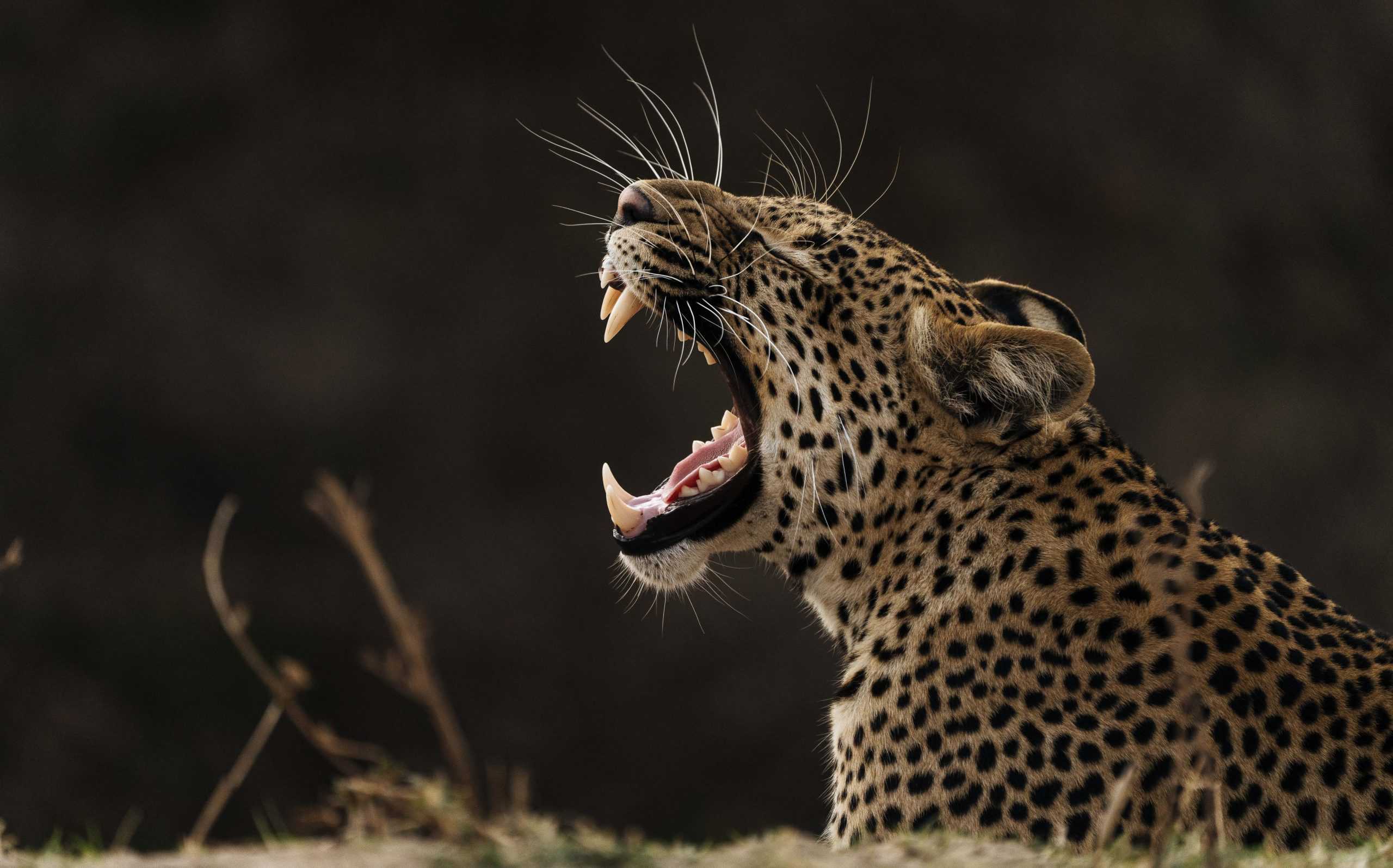 South Luangwa
